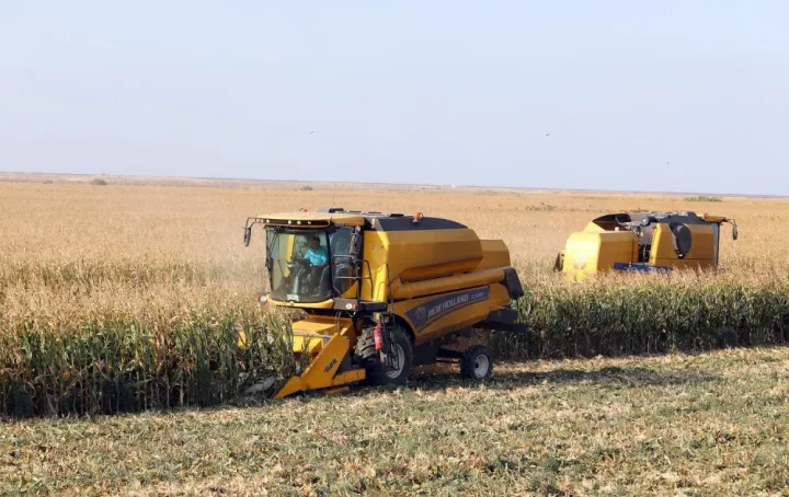 Naxçıvanda qarğıdalı yığımına başlanılıb - Yığımın ilk günlərində 1000 tondan artıq məhsul  götürülüb